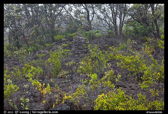 Shrub and trees growing over aa lava. Hawaii Volcanoes National Park (color)