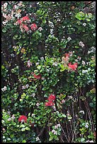 Ohia Lehua flowers. Hawaii Volcanoes National Park ( color)