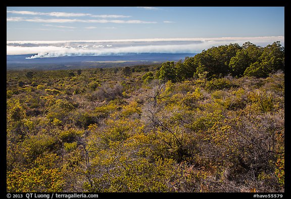 Mauna Loa forested slope and Halemaumau summit. Hawaii Volcanoes National Park (color)