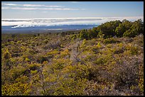 Mauna Loa forested slope and Halemaumau summit. Hawaii Volcanoes National Park, Hawaii, USA. (color)