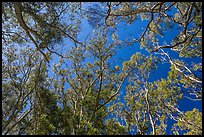 Looking up forest of koa trees. Hawaii Volcanoes National Park ( color)