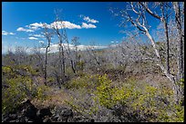 Dead Ohia Lehua trees. Hawaii Volcanoes National Park ( color)