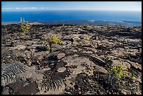 Ohia shrubs on lava flow overlooking Pacific Ocean. Hawaii Volcanoes National Park ( color)
