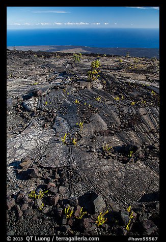 Ferns and Ohelo on lava flow above Pacific. Hawaii Volcanoes National Park, Hawaii, USA.