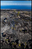 Ferns and Ohelo on lava flow above Pacific. Hawaii Volcanoes National Park ( color)