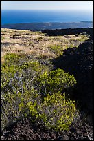 Grass patch bordering barren aa lava flow. Hawaii Volcanoes National Park ( color)