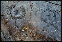 Petroglyph detail with human figure and sea turtle. Hawaii Volcanoes National Park ( color)