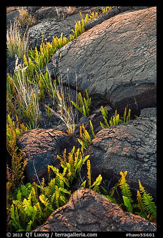 Ferns growing in cracks of lava rock. Hawaii Volcanoes National Park, Hawaii, USA.