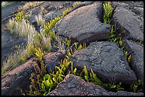Cracked lava rocks and ferns at sunset. Hawaii Volcanoes National Park, Hawaii, USA. (color)