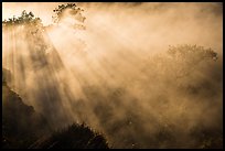 Trees and sunrays in volcanic steam. Hawaii Volcanoes National Park ( color)