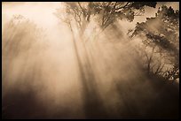 Backlit trees and sun rays in thermal steam. Hawaii Volcanoes National Park ( color)