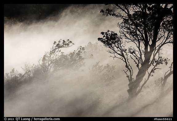 Trees and volcanic steam, Steaming Bluff. Hawaii Volcanoes National Park (color)