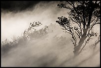 Trees and volcanic steam, Steaming Bluff. Hawaii Volcanoes National Park, Hawaii, USA. (color)