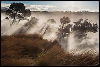 Grasses and trees, Steaming Bluff. Hawaii Volcanoes National Park ( color)