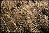 Grasses blowing in wind. Hawaii Volcanoes National Park ( color)