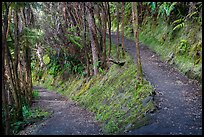 Kīlauea Iki Trail in rainforest. Hawaii Volcanoes National Park ( color)