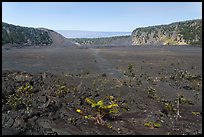 Kīlauea Iki crater floor. Hawaii Volcanoes National Park, Hawaii, USA. (color)