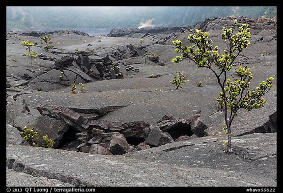 Ohelo trees and fractures on Kilauea Iki crater floor. Hawaii Volcanoes National Park, Hawaii, USA.