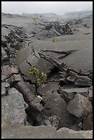 Fractured Kilauea Iki crater floor. Hawaii Volcanoes National Park ( color)