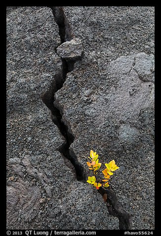Shrub and crack, Kilauea Iki crater. Hawaii Volcanoes National Park, Hawaii, USA.