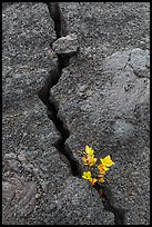 Shrub and crack, Kilauea Iki crater. Hawaii Volcanoes National Park, Hawaii, USA. (color)