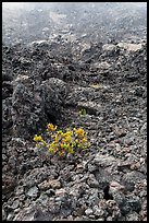 Ohelo shrub and chaotic lava, Kilauea Iki crater. Hawaii Volcanoes National Park ( color)
