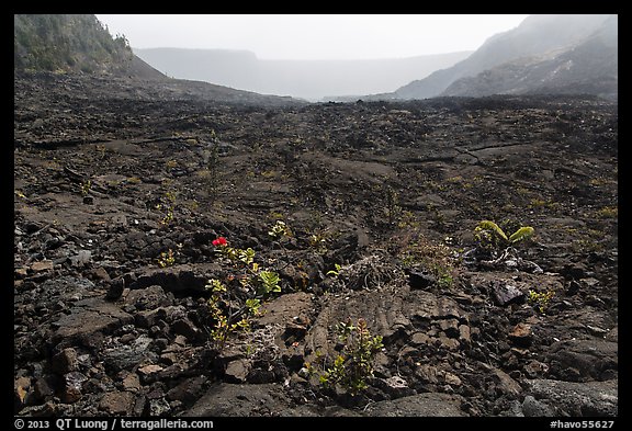 New growth on Kilauea Iki crater floor. Hawaii Volcanoes National Park, Hawaii, USA.