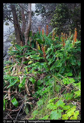 Kahil Ginger plants on rim of Kilauea Iki crater. Hawaii Volcanoes National Park (color)