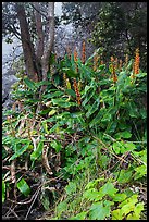 Kahil Ginger plants on rim of Kilauea Iki crater. Hawaii Volcanoes National Park, Hawaii, USA. (color)