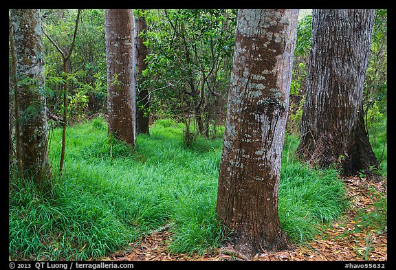 Old-growth forest of koa on kipuka. Hawaii Volcanoes National Park, Hawaii, USA.