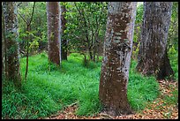 Old-growth forest of koa on kipuka. Hawaii Volcanoes National Park ( color)