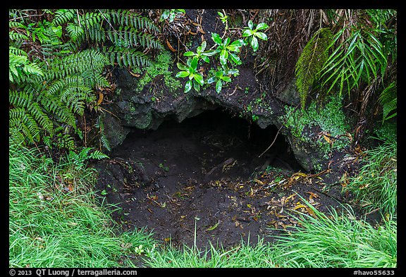 Entrance of lava tube, Kipuka Puaulu. Hawaii Volcanoes National Park, Hawaii, USA.