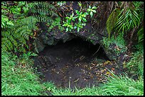 Entrance of lava tube, Kipuka Puaulu. Hawaii Volcanoes National Park, Hawaii, USA. (color)
