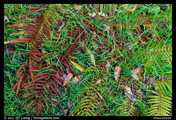 Ground close-up with ferns, grasses, and fallen koa leaves. Hawaii Volcanoes National Park, Hawaii, USA.