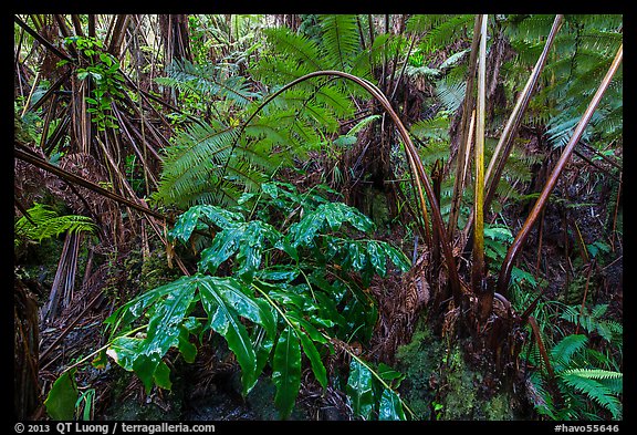 Giant tree ferns glistering with rainwater. Hawaii Volcanoes National Park, Hawaii, USA.