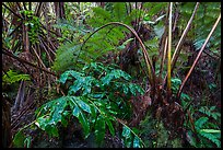Giant tree ferns glistering with rainwater. Hawaii Volcanoes National Park, Hawaii, USA. (color)