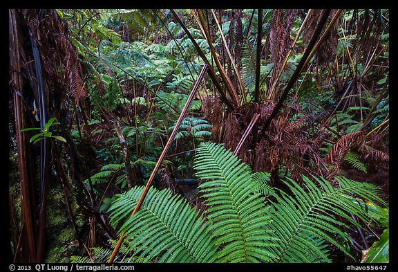 Ferns in lush rainforest. Hawaii Volcanoes National Park, Hawaii, USA.