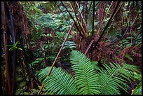 Ferns in lush rainforest. Hawaii Volcanoes National Park, Hawaii, USA. (color)