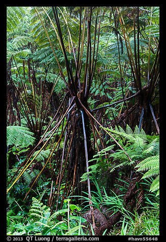 Hawaiian Tree Fern (Cibotium menziesii). Hawaii Volcanoes National Park (color)