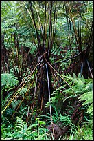 Hawaiian Tree Fern (Cibotium menziesii). Hawaii Volcanoes National Park, Hawaii, USA. (color)