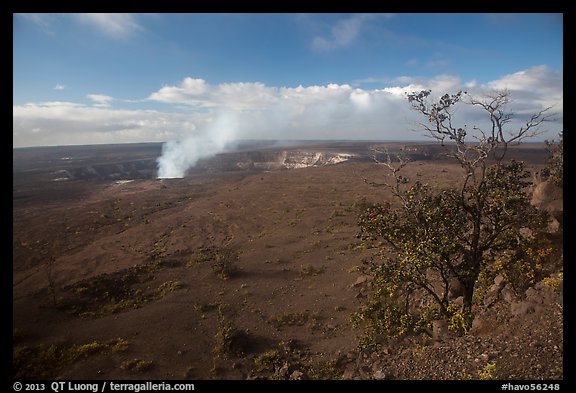 Picture/Photo: Ohia tree and Halemaumau crater vent. Hawaii Volcanoes ...