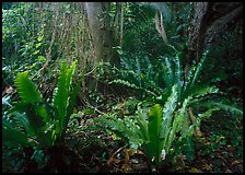 Paleotropical rainforest floor near Saua, Tau Island. National Park of American Samoa