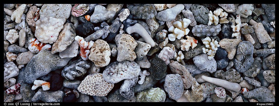 Close-up detail of beached coral, Tau Island. National Park of American Samoa (color)