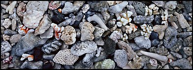 Close-up detail of beached coral, Tau Island. National Park of American Samoa (Panoramic color)