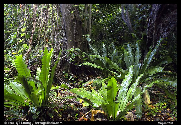 Ferns in coastal paleotropical rainforest near Saua, Tau Island. National Park of American Samoa