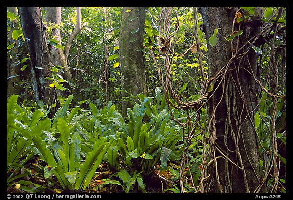 Ferns in coastal paleotropical rainforest near Saua, Tau Island. National Park of American Samoa