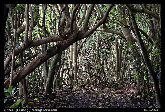 Trees and road, coastal paleotropical rainforest near Saua, Tau Island. National Park of American Samoa