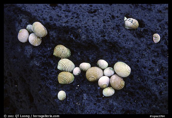 Shells on balsalt rock, Tau Island. National Park of American Samoa