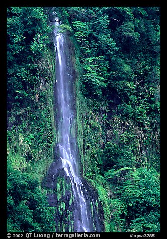 Ephemeral waterfall formed after the rain, Tutuila Island. National Park of American Samoa