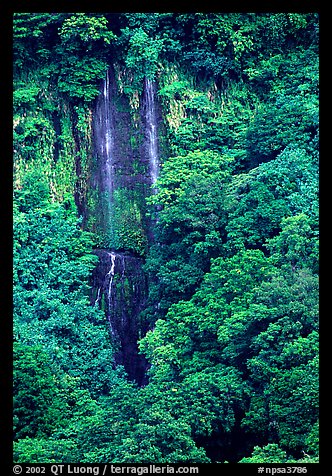 Ephemeral waterfall in Amalau Valley, Tutuila Island. National Park of American Samoa